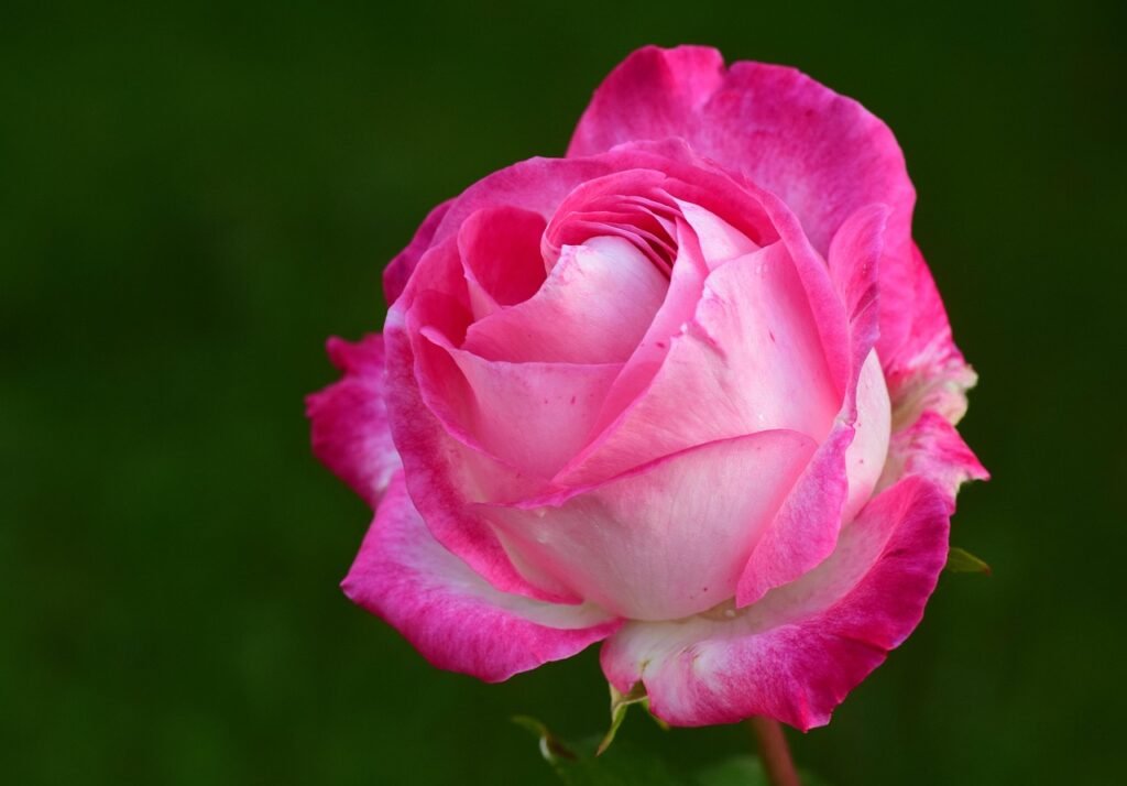 pink, rose, flower background, petals, flower, pink rose, beautiful flowers, pink petals, pink flower, bloom, blossom, bloom, rose blossom, rose petals, flora, nature, rose wallpaper, flower wallpaper, rose flower, single flower, single rose, fragrance, scent of roses